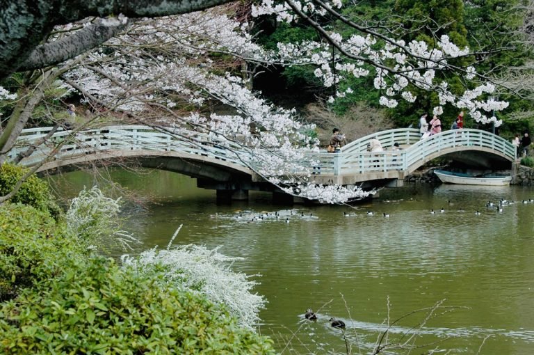 東京旅遊新提案 都會餐廳、戶外踏青享受防疫新生活 1 位於東京都町田市的「町田藥師池公園四季彩乃杜西園」是著名旅遊勝地之一,戶外踏青成為疫情期間的首選