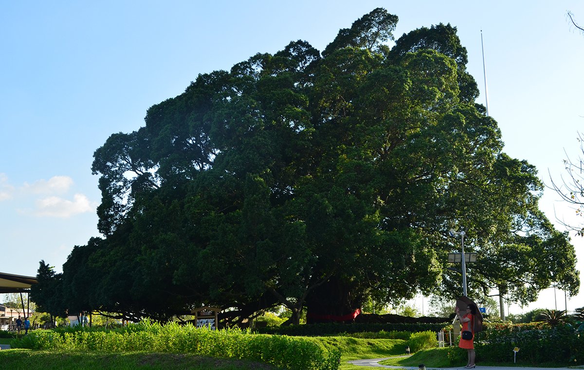 重陽節當天官司纏身，犯小人，運勢低迷而且很倒楣的人，可以準備菊花、龍眼乾、米、鹽、艾草、榕樹葉加陰陽水（陰水：沒有煮過的礦泉水或自來水。