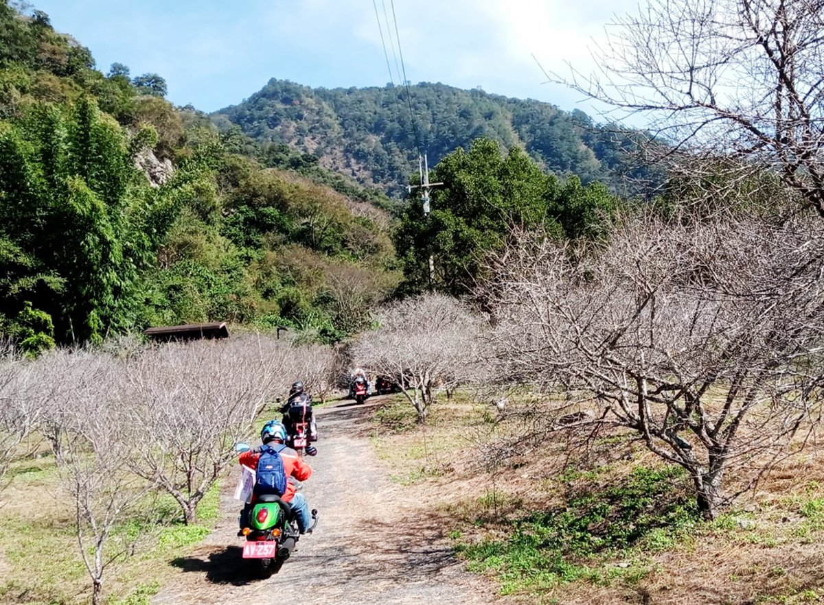 三酸原食饗宴美食交流賽 19日仁愛鄉互助村登場 3 131424343 o