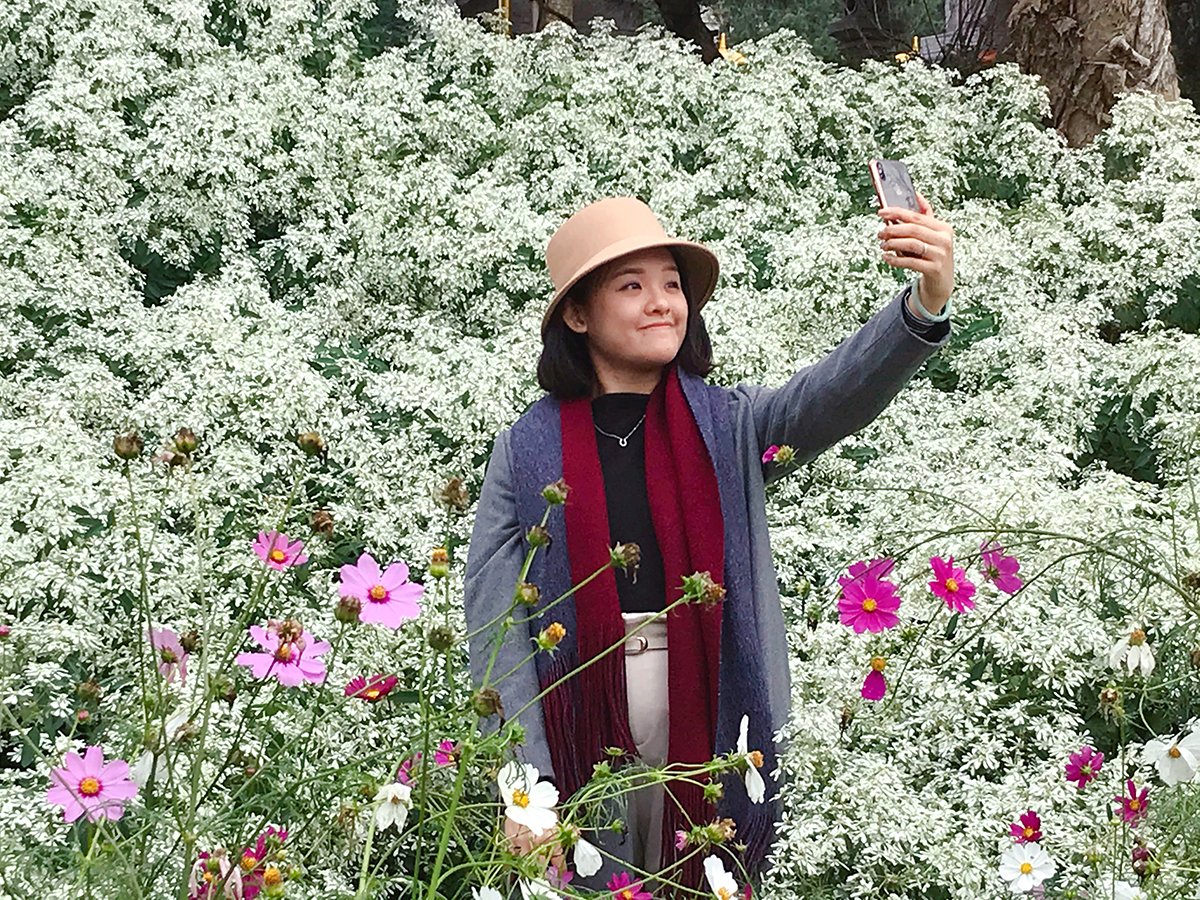 南投市八卦山的社會大學–「易經大學」，校區內種植著千株左右的白雪木，在每年的12月份起，整個園區內就開滿了一大片白皚皚的花