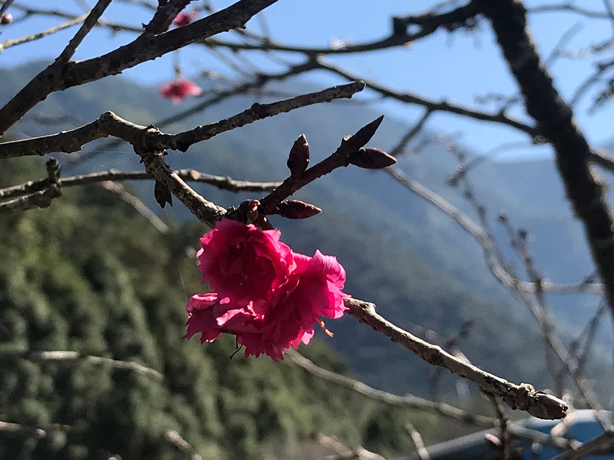 今年的預測從1月4號開始進行，並逐日進行修正。預測將以開花率5%的日期做為花季開始，開花率50%-80%為開花盛期