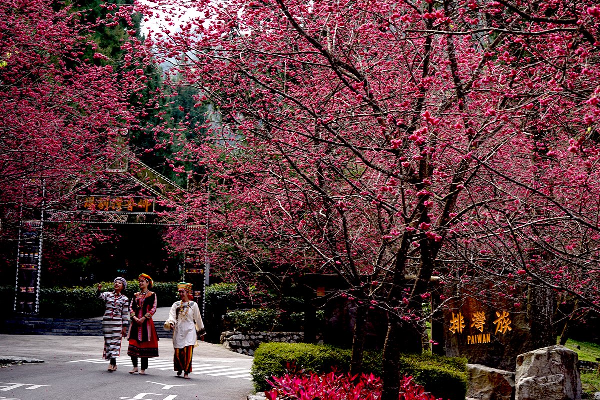 九族櫻花祭，今年最佳賞櫻期可望落在春節。