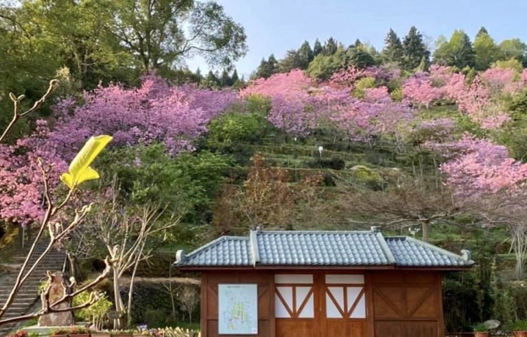 日月潭觀光圈再創觀光新亮點! 上百旅客湧入搶看賞櫻、品茗 1 太極美地(竹山鎮與鹿谷鄉)以茶竹文化聞名