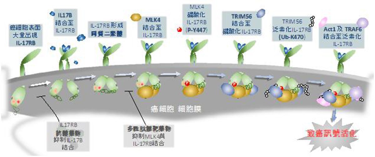 IL 17RB致癌訊息傳遞示意圖