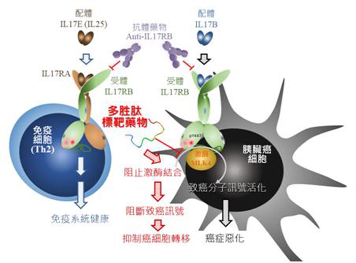 多胜肽分子的作用示意圖