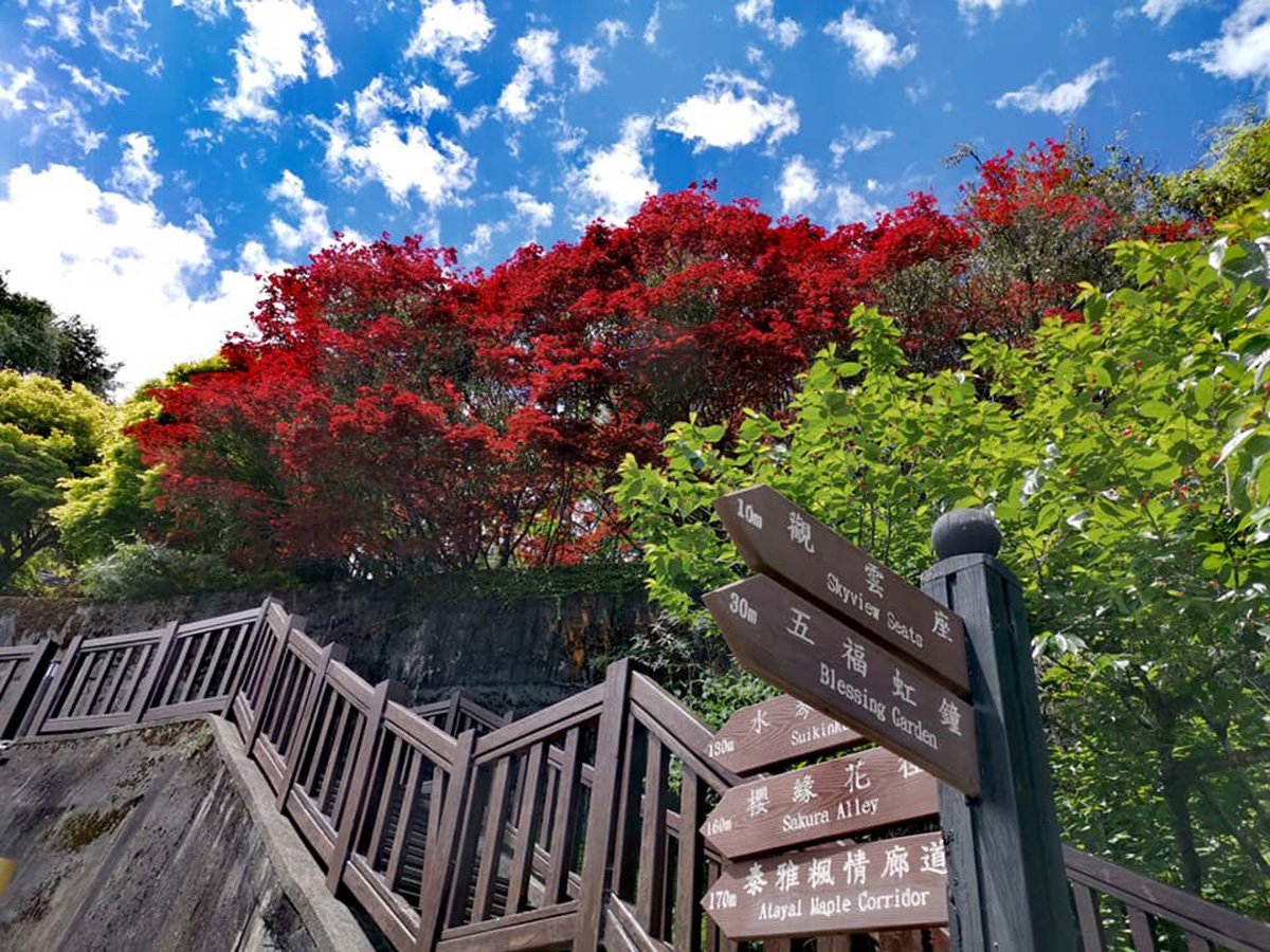 梨山風景區楓之谷1956秘密花園713起有條件開放