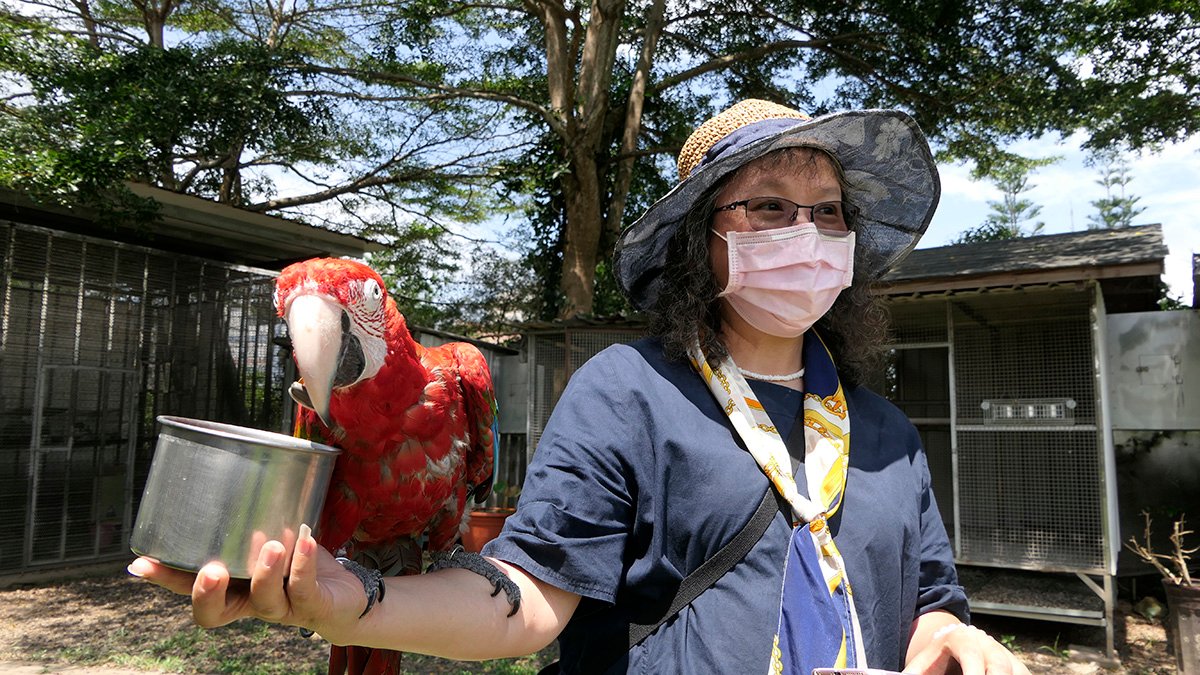 「金剛鸚鵡翱翔秀」上午11時11分將會準時呈現