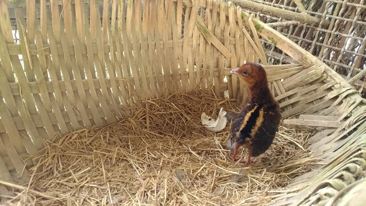 等了六年 科博館鳳凰谷鳥園青鸞寶寶滿月囉! 1 青鸞寶寶來到這個世界第10天的萌樣