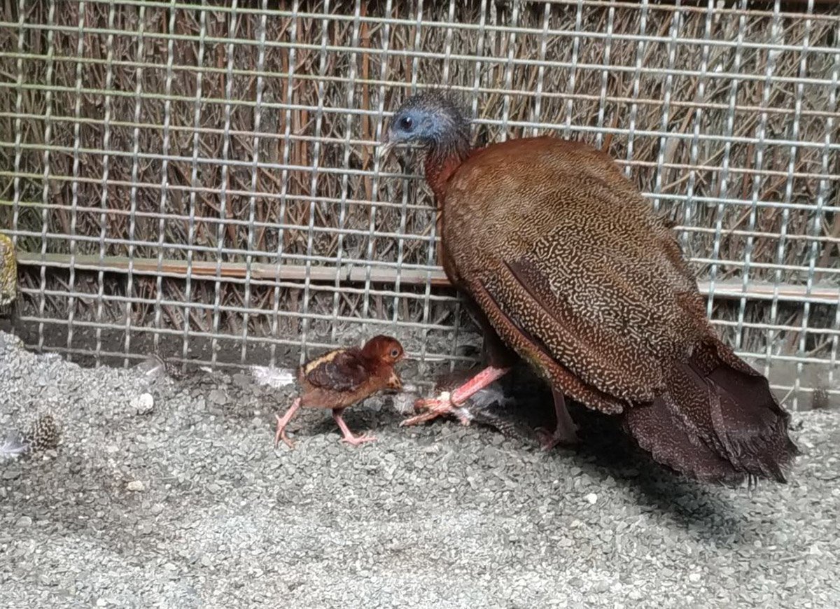 等了六年 科博館鳳凰谷鳥園青鸞寶寶滿月囉! 2 青鸞寶寶喜歡找青鸞媽媽撒嬌