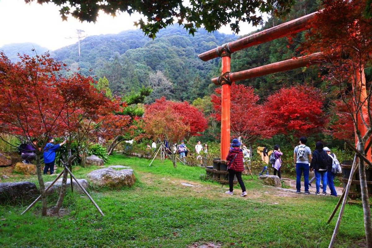 杉林溪楓葉爆紅搶先成為台灣第一個賞楓景區 1 IMG 7595 1
