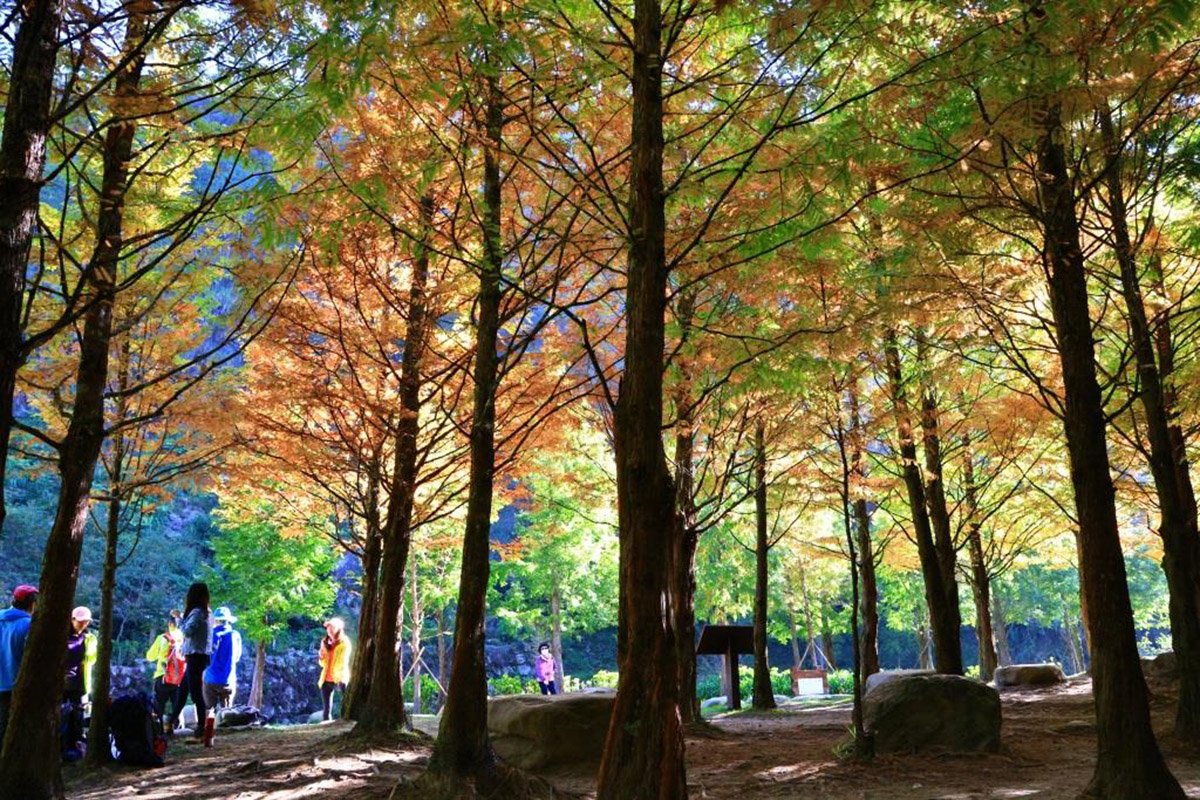 杉林溪楓葉爆紅搶先成為台灣第一個賞楓景區 3 IMG 7753