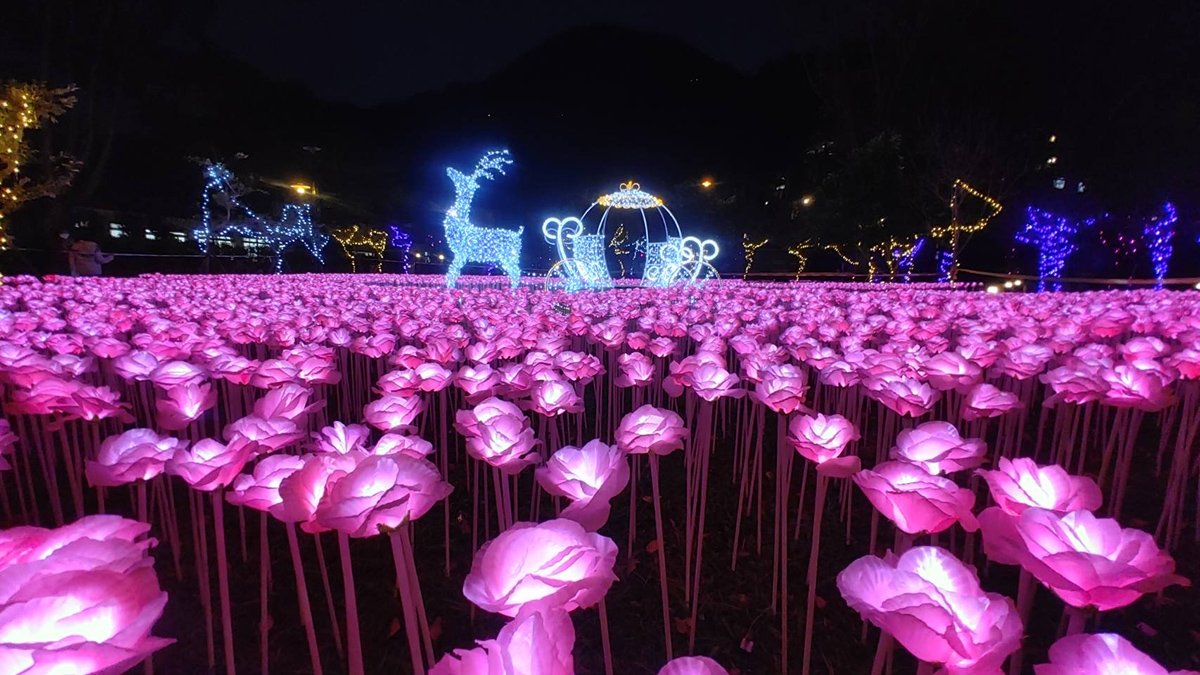 谷關燈區「心花朵朵開」萬朵玫瑰燈海營造幸福浪漫氛圍