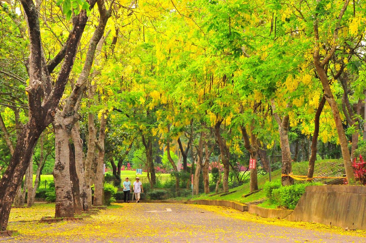 阿勃勒景-南市觀旅局提供