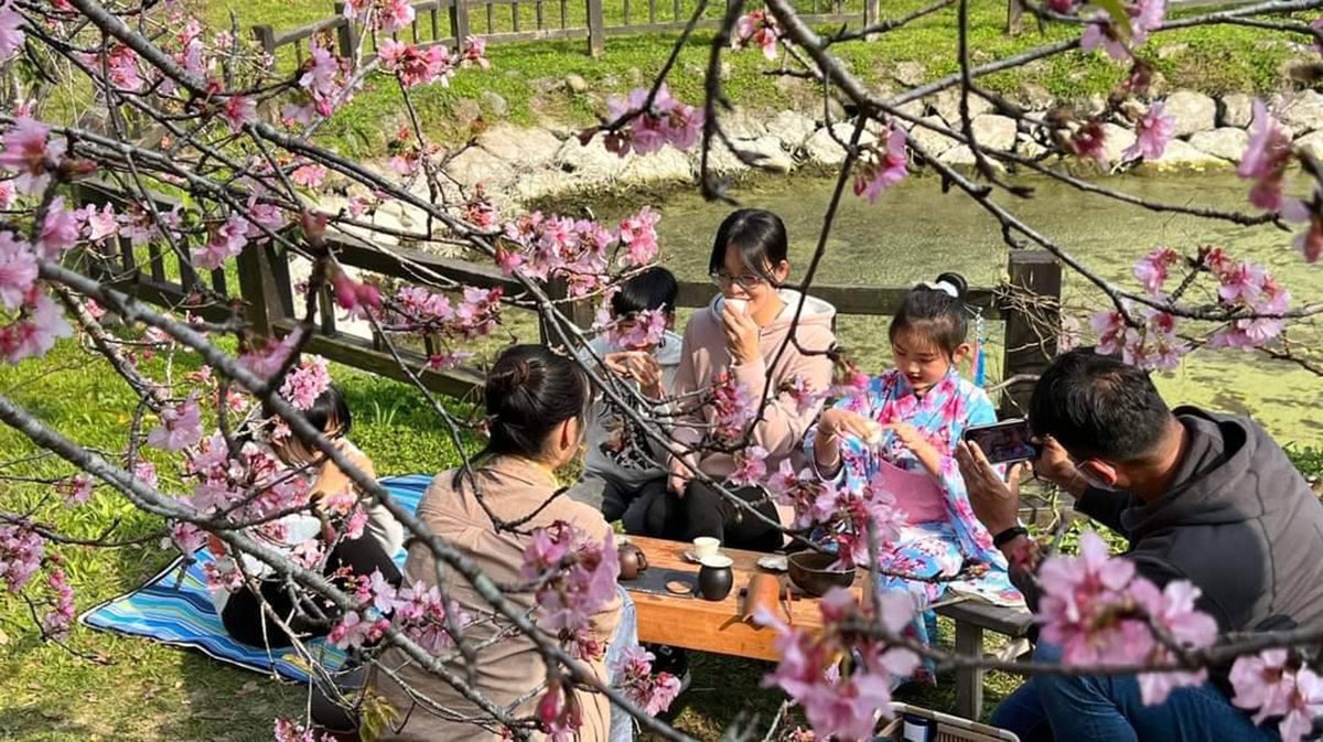 南投小半天櫻花冬筍季熱鬧登場 賞櫻享冬筍在地美食