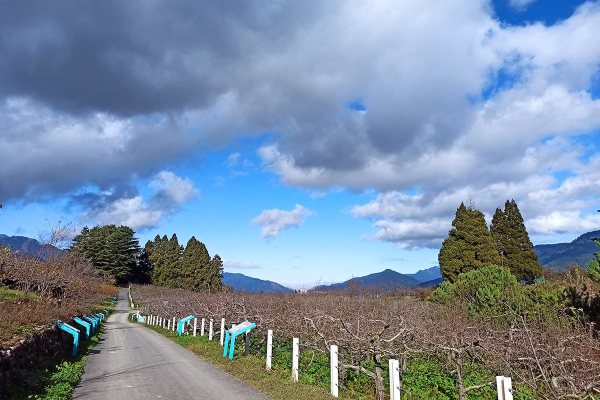 冬季蘋果園