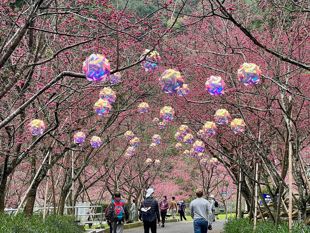 2022九族櫻花祭春節後平安展開 1 S 92422168
