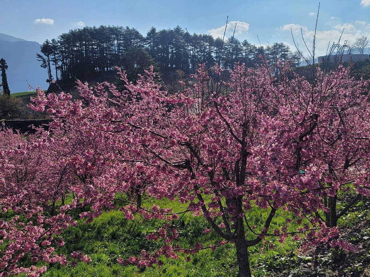 賞櫻不必飛日本 福壽山農場百櫻園 雪山白頭超日本 3 S 92733480