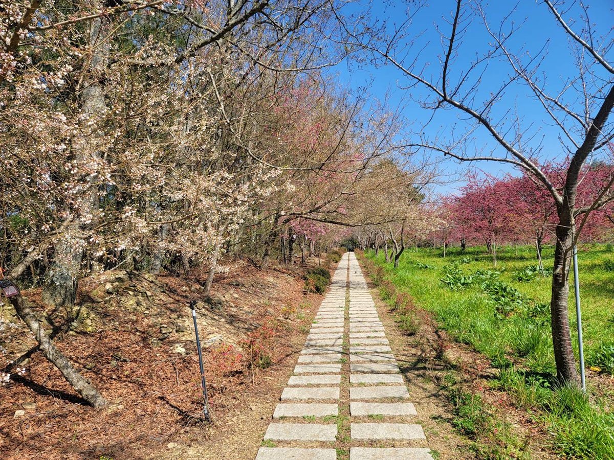賞櫻不必飛日本 福壽山農場百櫻園 雪山白頭超日本 1 S 92733482