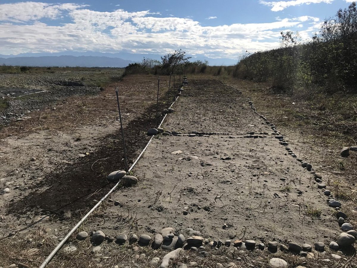 中市AI智慧水線防制河川揚塵 河道變身波斯菊花海 1 ai智慧水線結合環保資源再利用打造波斯菊花海-前