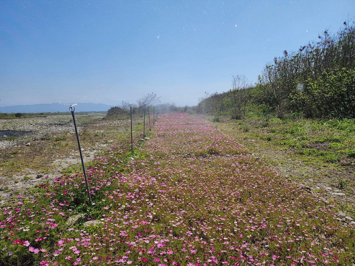 中市AI智慧水線防制河川揚塵 河道變身波斯菊花海 2 ai智慧水線結合環保資源再利用打造波斯菊花海-後