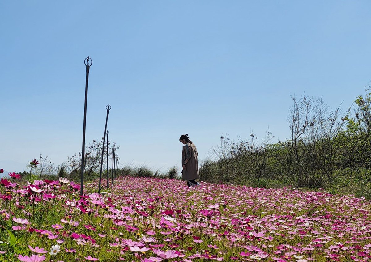 中市AI智慧水線防制河川揚塵 河道變身波斯菊花海 3 波斯菊花海成為打卡新熱點