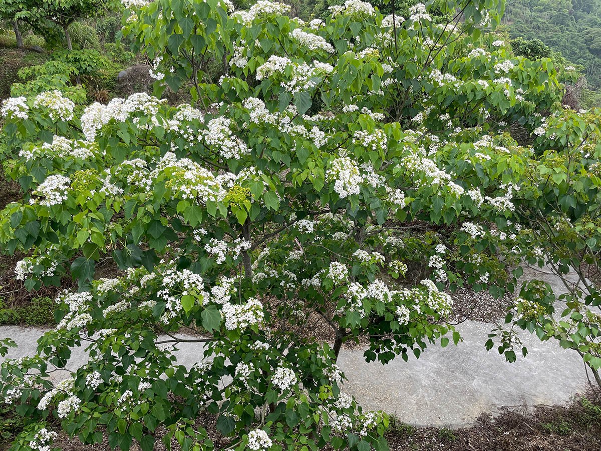 梅嶺福來梅子雞餐廳前-油桐花盛開中