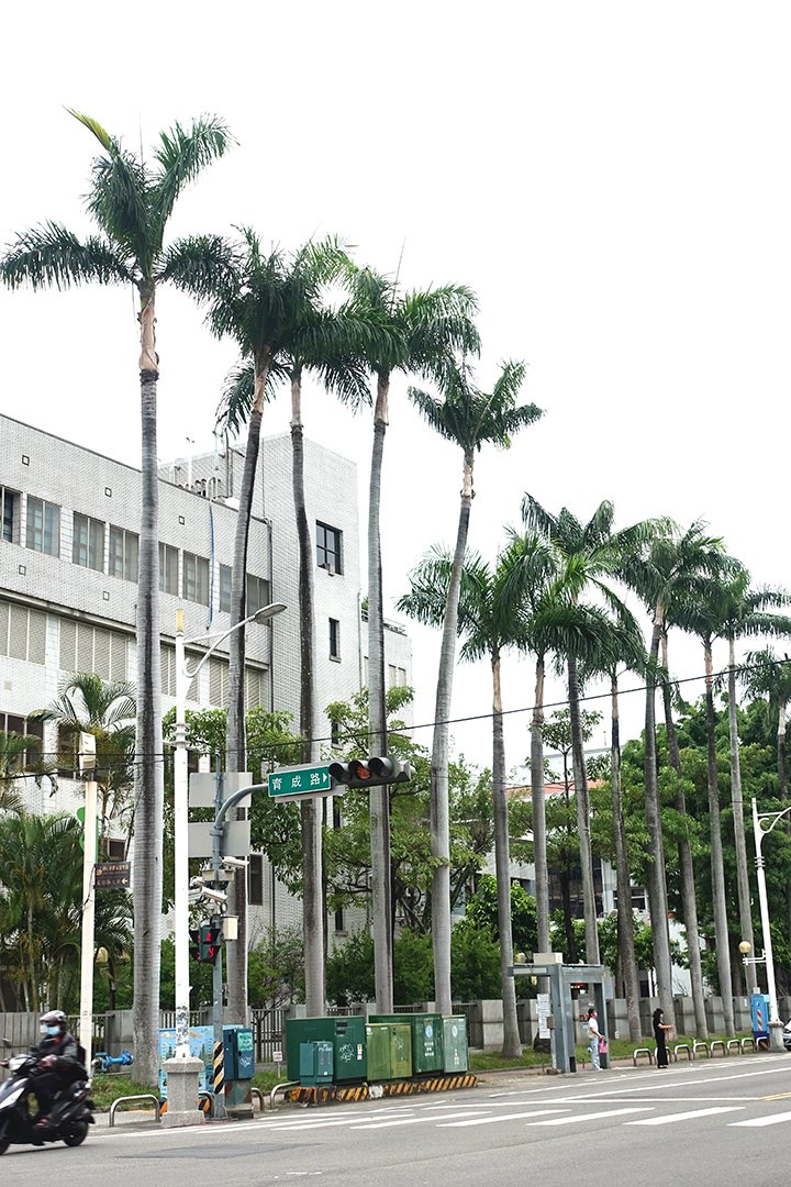 維護行人學童安全 參山處週末移除門前大王椰子樹 3 DSC02619