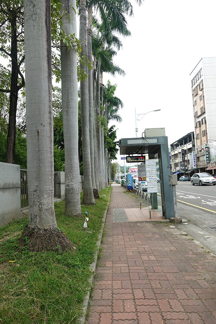 維護行人學童安全 參山處週末移除門前大王椰子樹 4 DSC02629