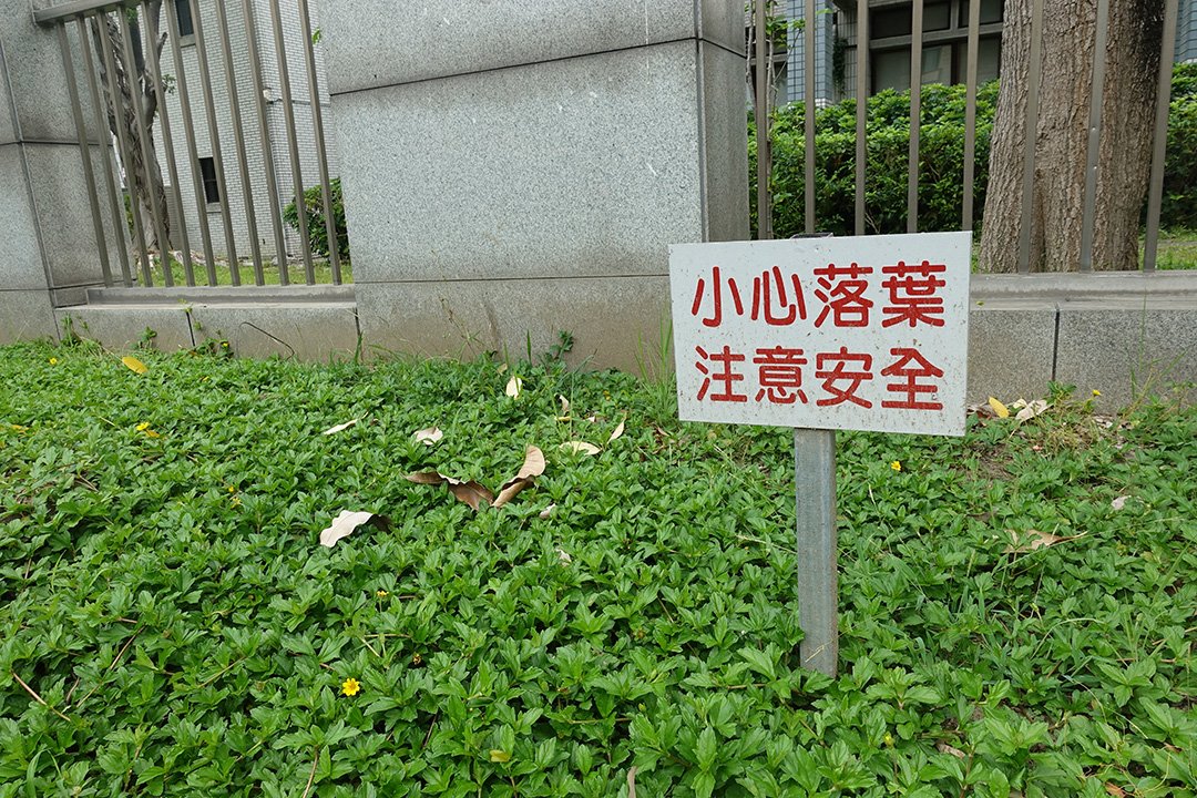 維護行人學童安全 參山處週末移除門前大王椰子樹 2 DSC02636