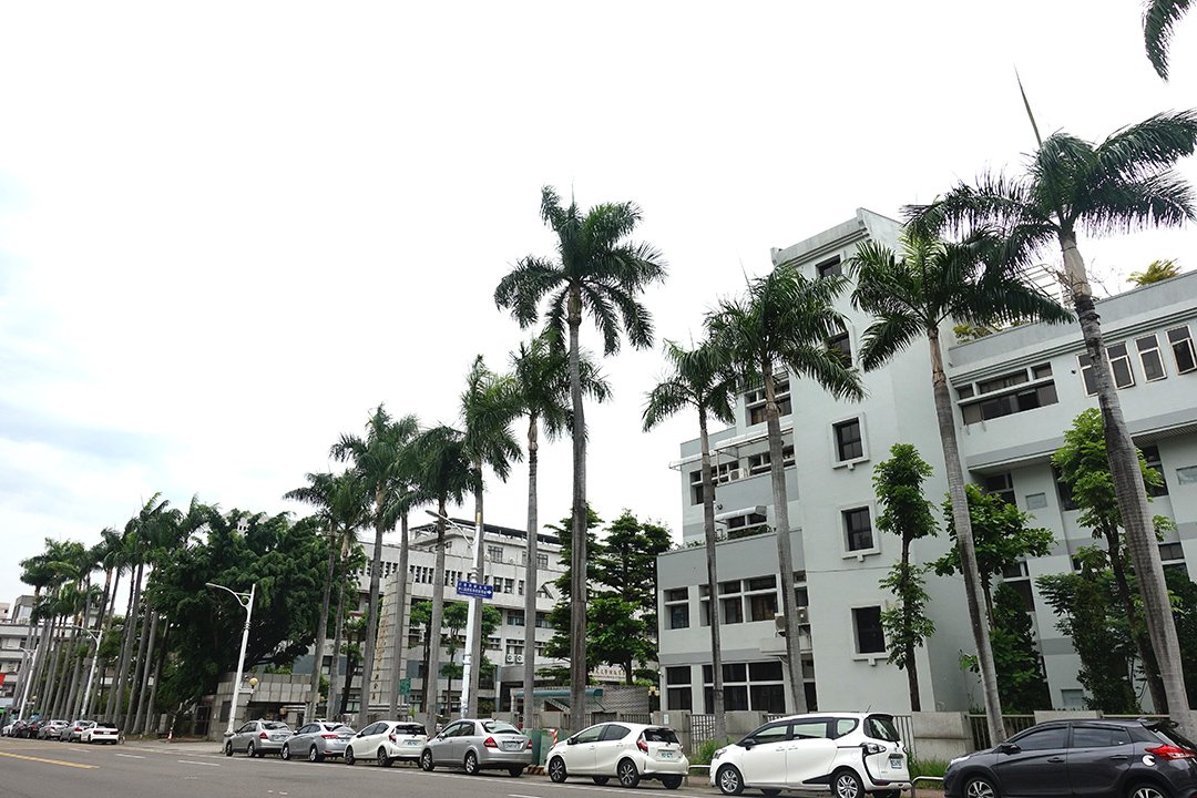 維護行人學童安全 參山處週末移除門前大王椰子樹 1 DSC02653