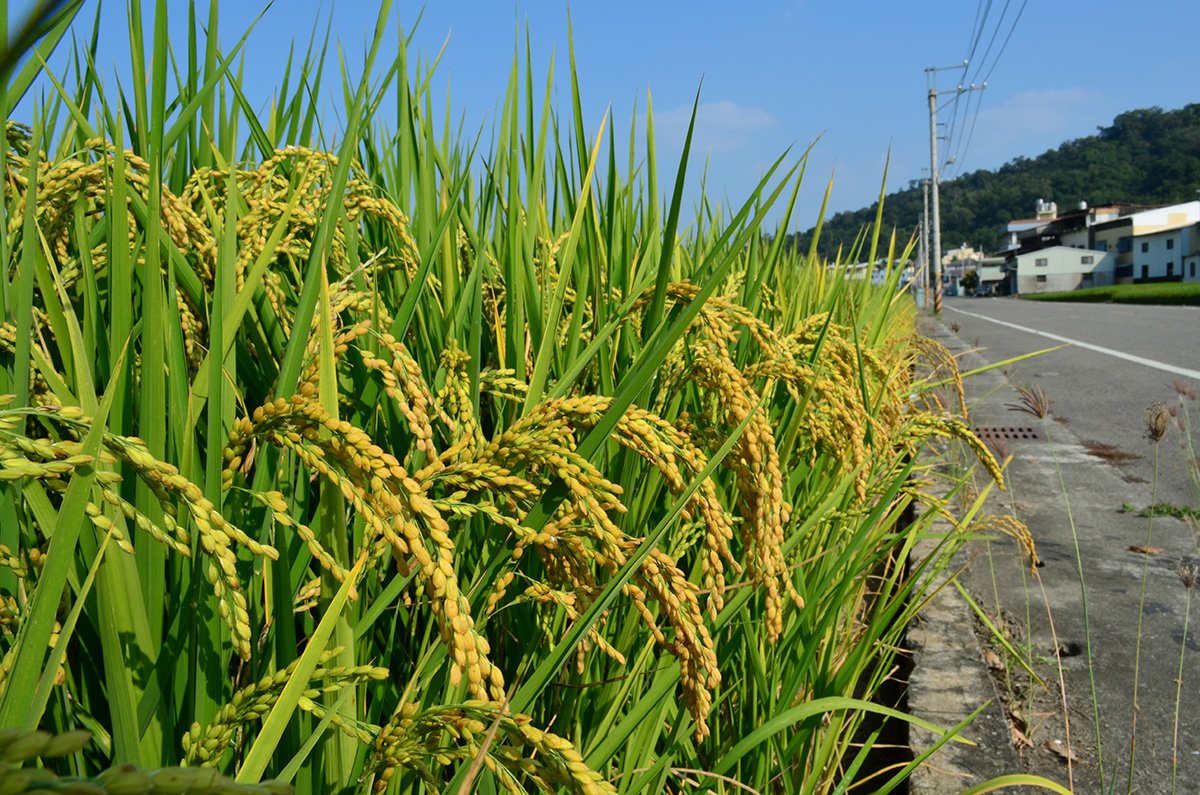 小滿 食衣住行育樂開運養生與禁忌 暢news