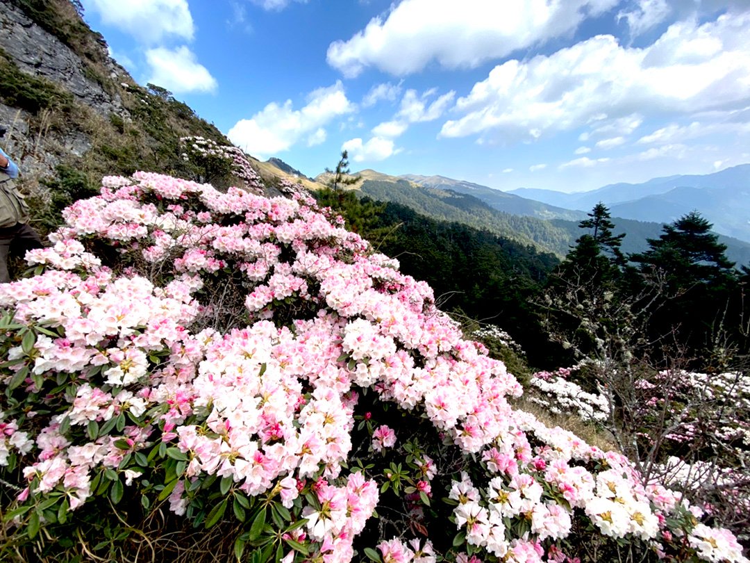 賞合歡山高山杜鵑 南投好好玩推出免開車服務 1 每年四月間合歡山高山杜鵑花盛開,都吸引許多遊客上山賞花健行