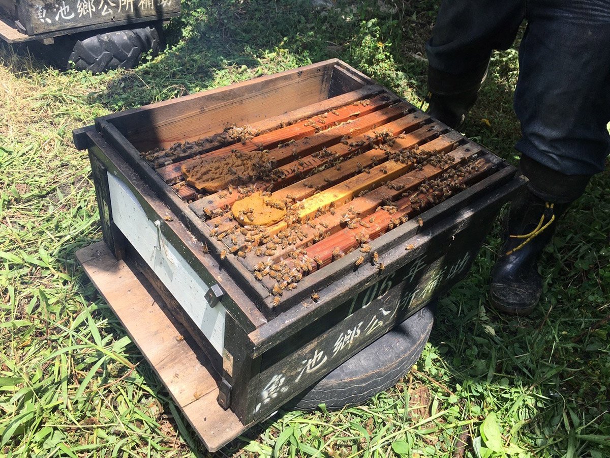 小兵立大功 頭社活盆地絲瓜田野放蜂為絲瓜花授粉 3 S 95051790