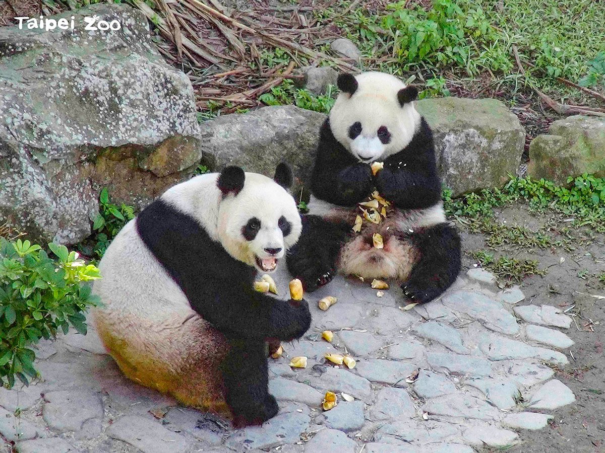 今年「圓寶」、「圓仔」和「夏季班」動物壽星朋友一同接受生日祝福