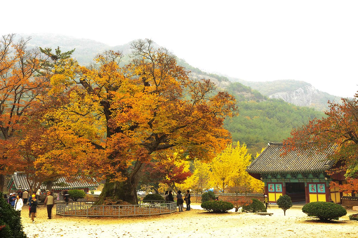 韓國秋楓杏黃-可樂旅遊提供