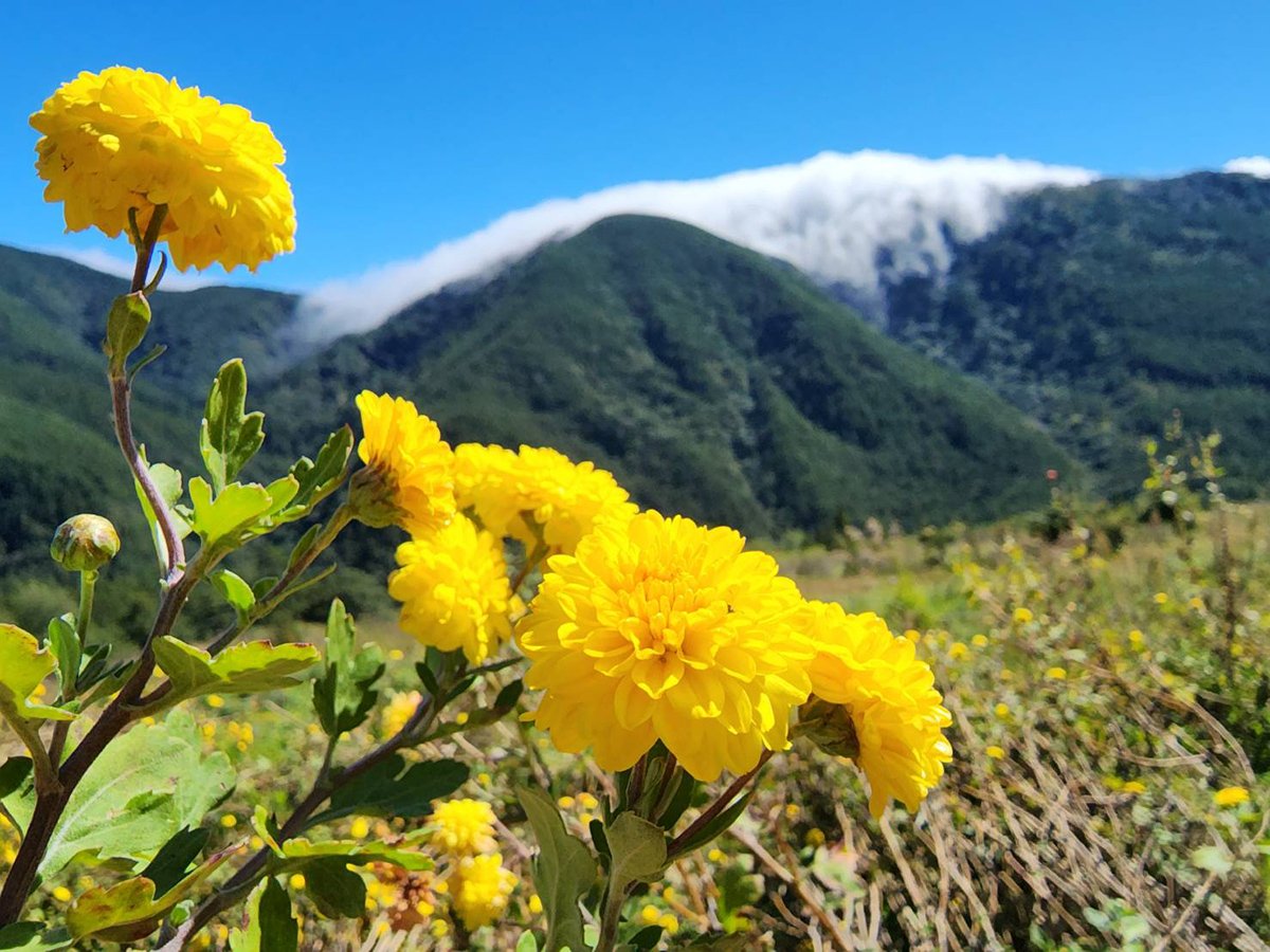 武陵農場季節限定 雲海花海一次獨享 3 1254616