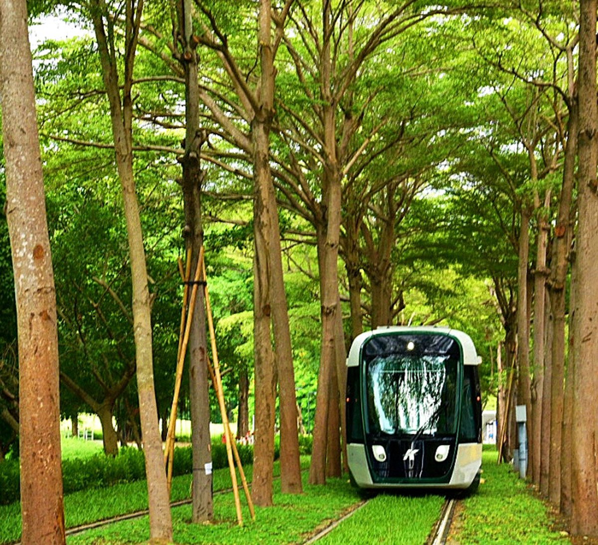 輕軌列車穿梭在美術館路段C21、C21A兩站，猶如進入夢幻的龍貓隧道【高雄市捷運局提供】