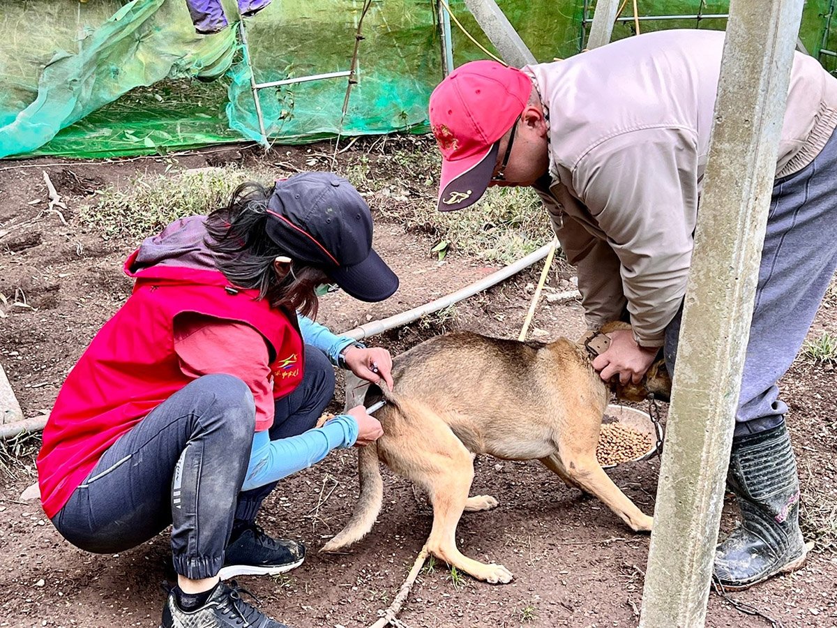 中市動保處深入梨山替犬貓施打疫苗及絕育 守護山區毛孩 1 中市動保處深入梨山替犬貓施打疫苗及絕育 守護山區毛孩