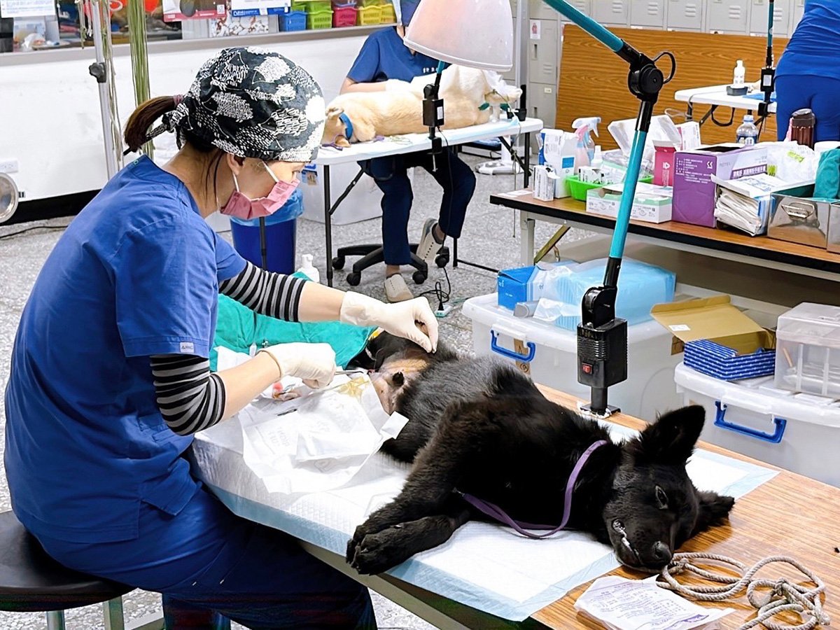 中市動保處深入梨山替犬貓施打疫苗及絕育 守護山區毛孩 4 犬貓進行絕育
