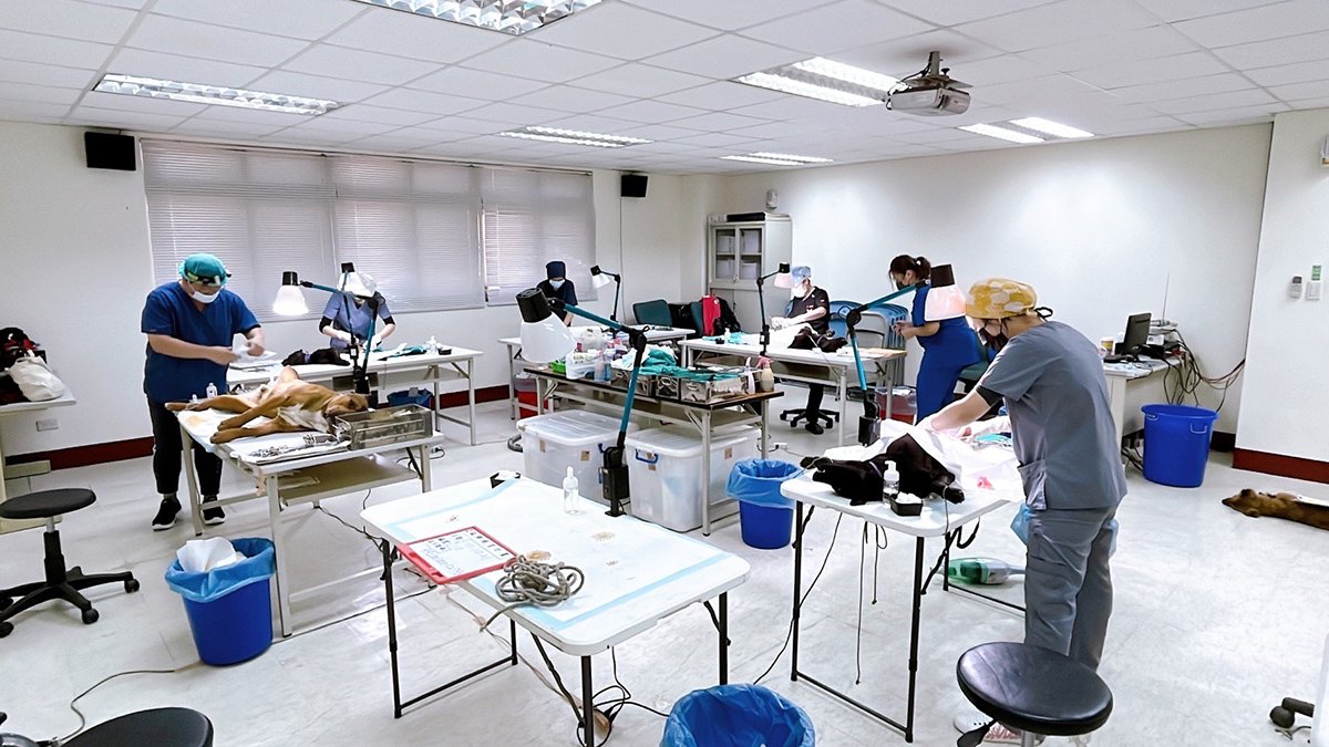 中市動保處深入梨山替犬貓施打疫苗及絕育 守護山區毛孩 1 犬貓進行絕育