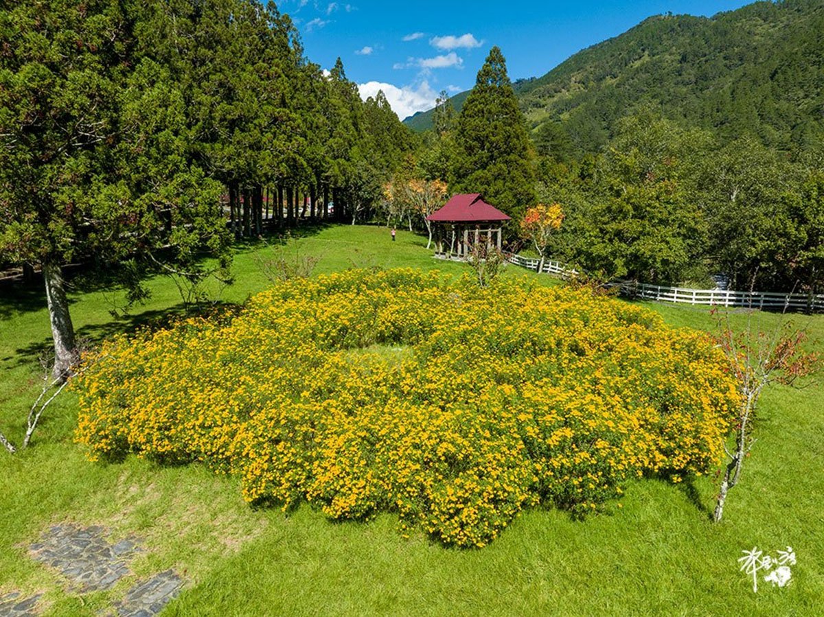 武陵農場罕見飛碟雲驚艷現身與地面飛碟造型芳香萬壽菊相互呼應 3 LINE ALBUM 20221110武陵秋色 221112 3