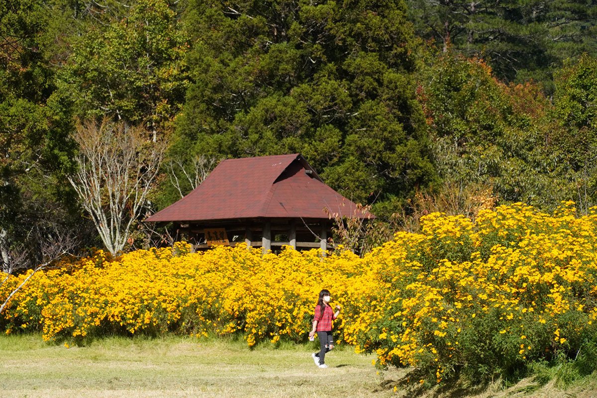 武陵農場罕見飛碟雲驚艷現身與地面飛碟造型芳香萬壽菊相互呼應 1 S 23814220