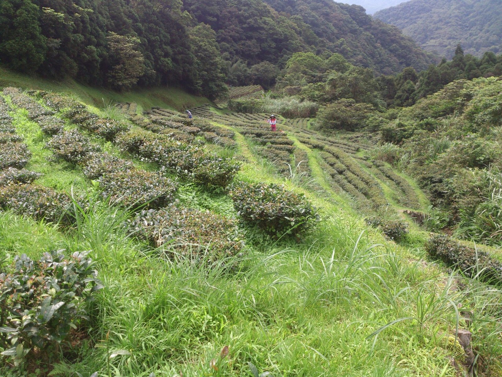 北頂生態茶園環境。（北頂茶園提供）