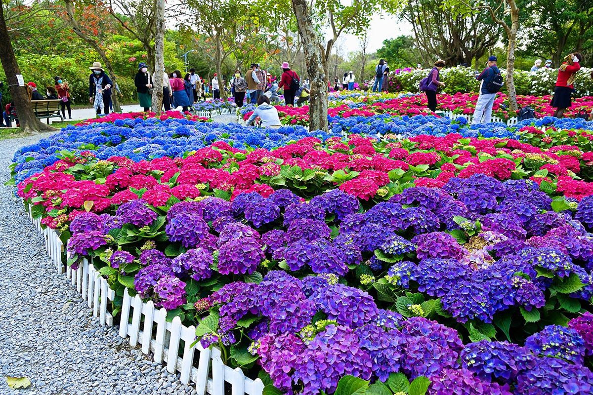 台北杜鵑花季_大安森林公園