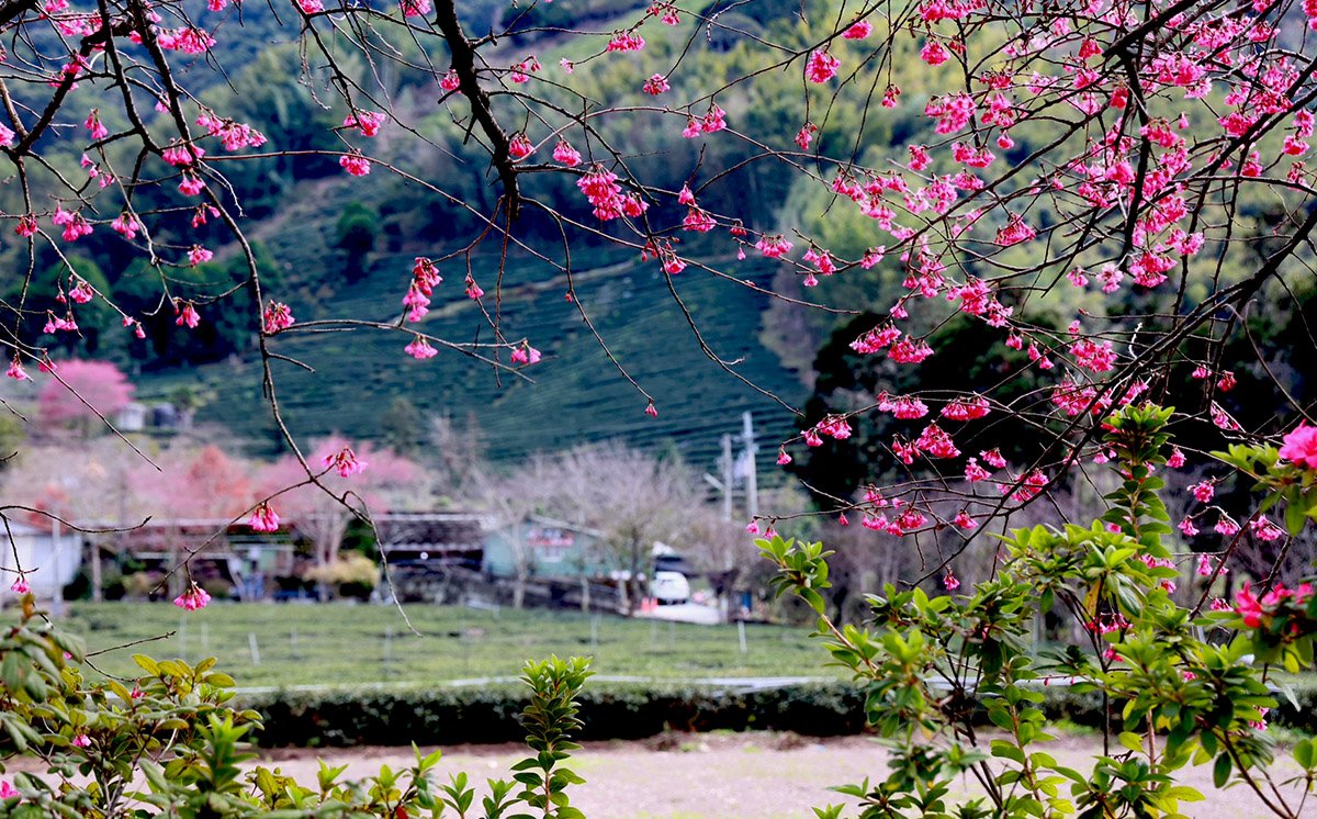 2023年信義鄉樱花季系列活動將於玉山觀光茶園-草坪頭熱鬧登場