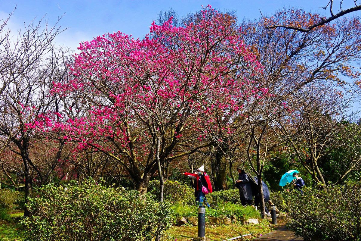 陽明山櫻花