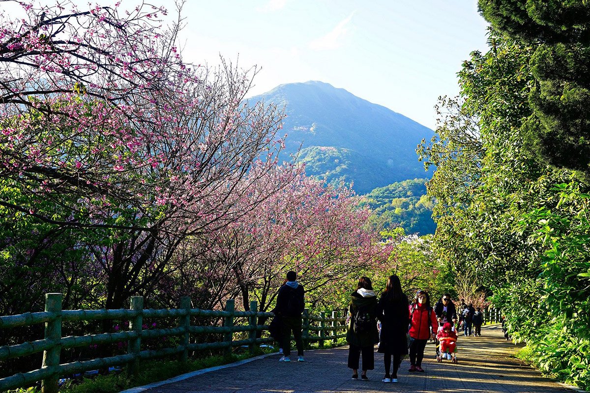 陽明山花季