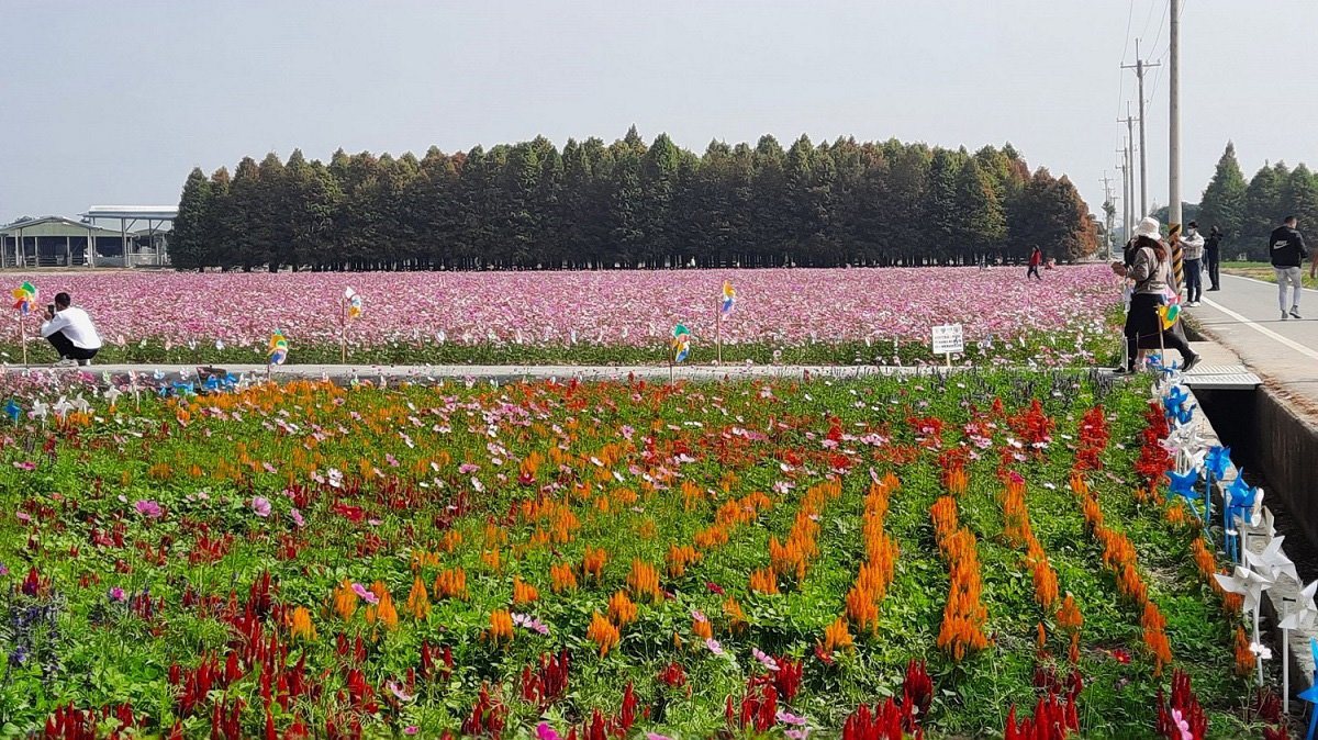 六甲落羽松與花海（南市觀旅局提供）