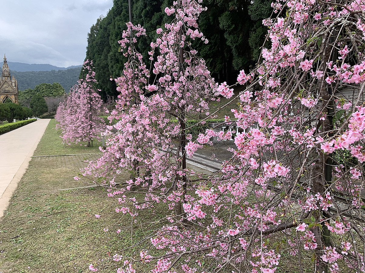 九族櫻花季將展開 預計二月中漸入最佳賞花期 8 S 7192579