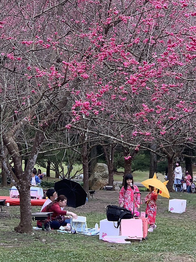 九族櫻花祭首場茶會 小小茶師12年後化身妙齡茶師續茶緣 2 S 7282713